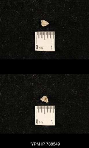 undet. Brachiopoda