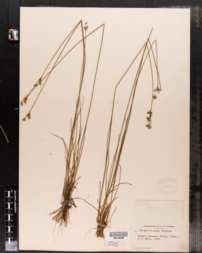 Juncus dudleyi