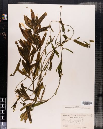 Potamogeton crispus