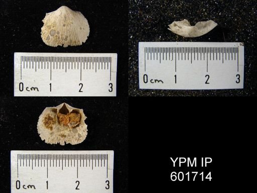 Doleroides sp.