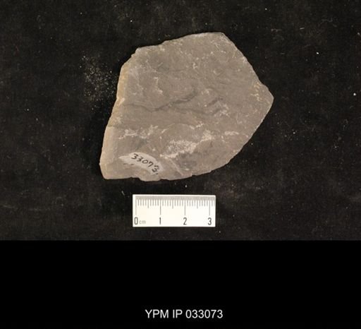 Mormolucoides articulatus