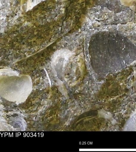 Corbulamella?