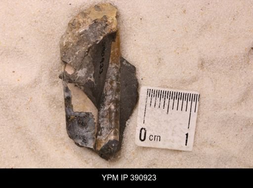 Baculites sp.