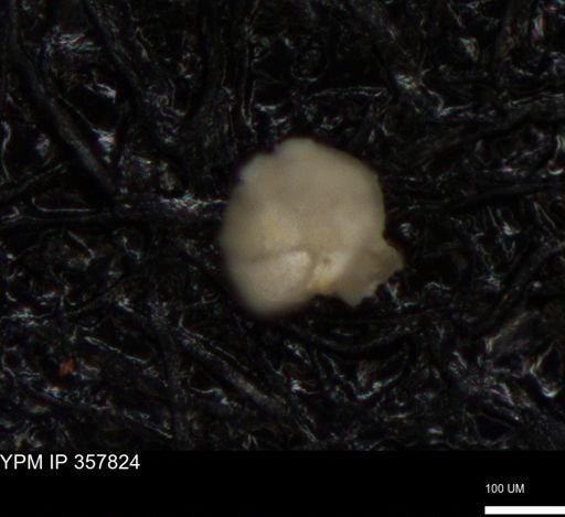 undet. Foraminiferida
