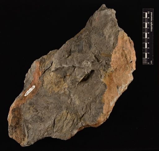 Sphenopteris sp.