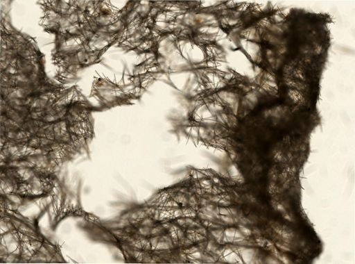 Halichondria