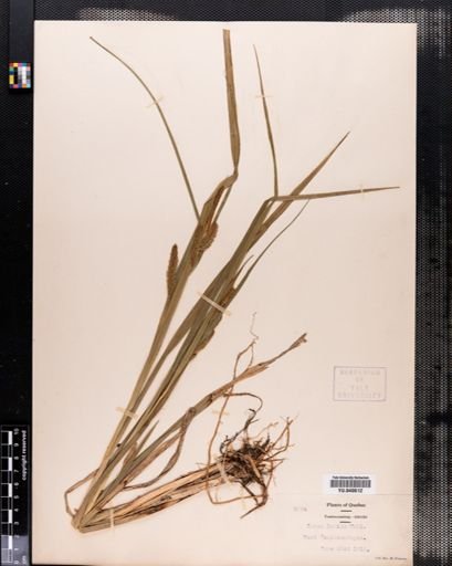 Carex lurida