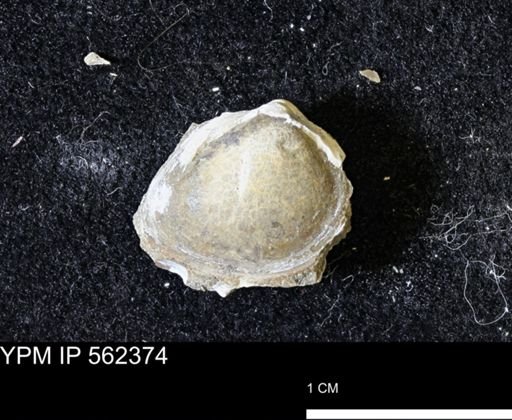 Limopsis striatopunctatus