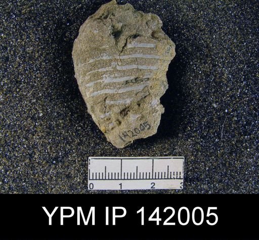 Lyttonia sp.