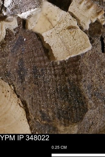 undet. Bivalvia