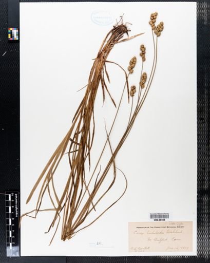 Carex tribuloides