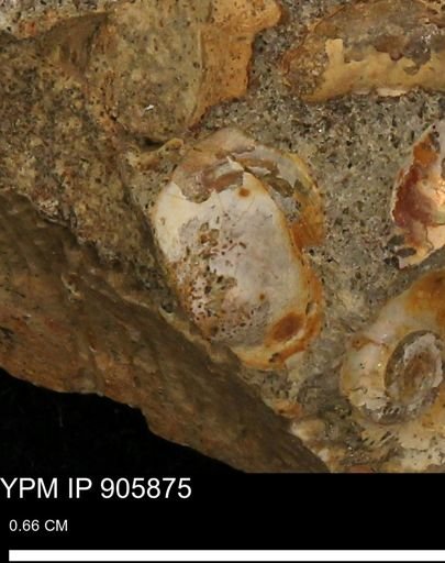 undet. Mollusca