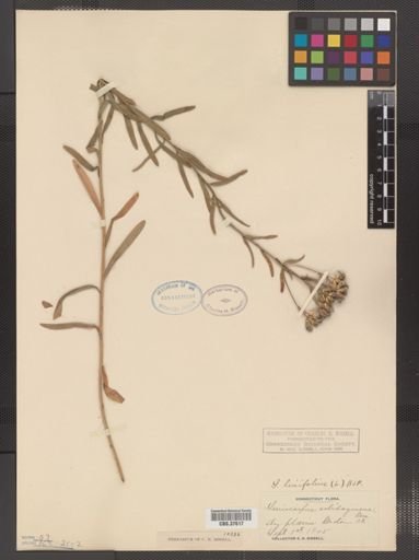 Sericocarpus linifolius