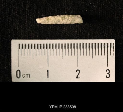 Archaeocidaris sp.