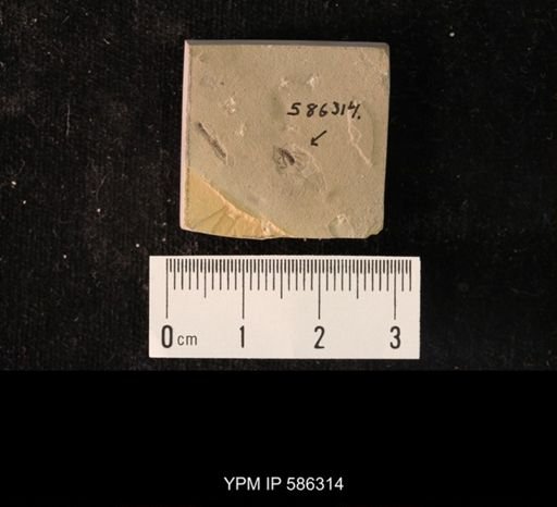 undet. Brachycera