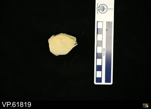 Platecarpus sp.