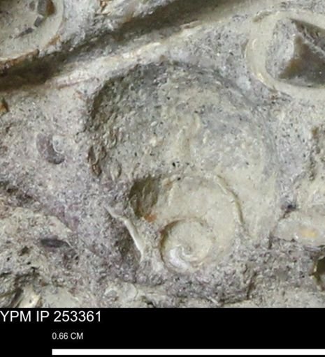 undet. Gastropoda