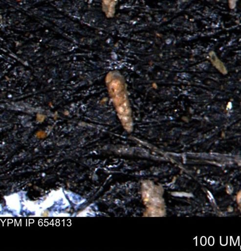 Verneuilinoides kansasensis