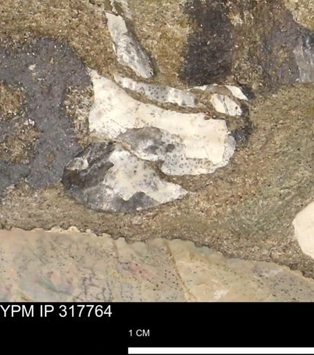 undet. Mollusca