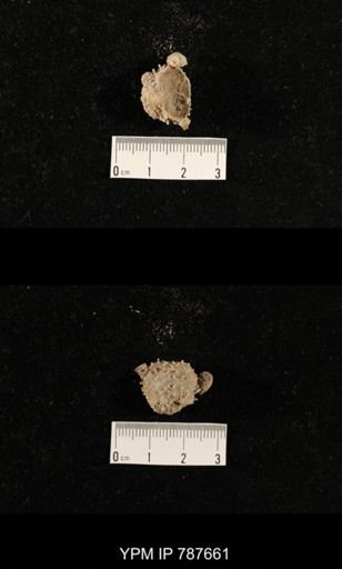 undet. Brachiopoda