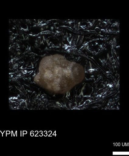 undet. Foraminiferida