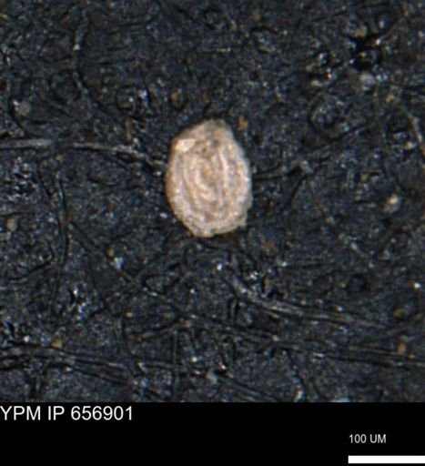 Spirolocammina?