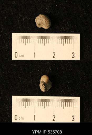 undet. Bellerophontoidea