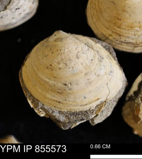 Limopsis striatopunctatus