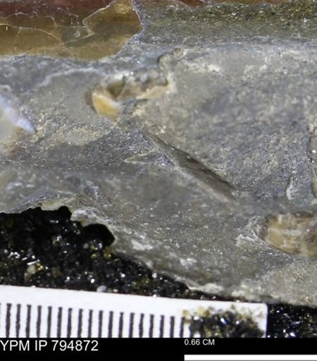 undet. Mollusca