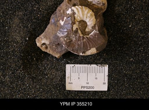 Discoscaphites sp.