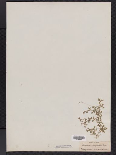Selaginella
