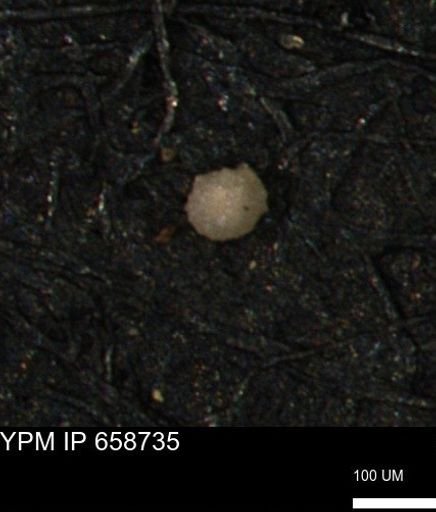 undet. Foraminiferida
