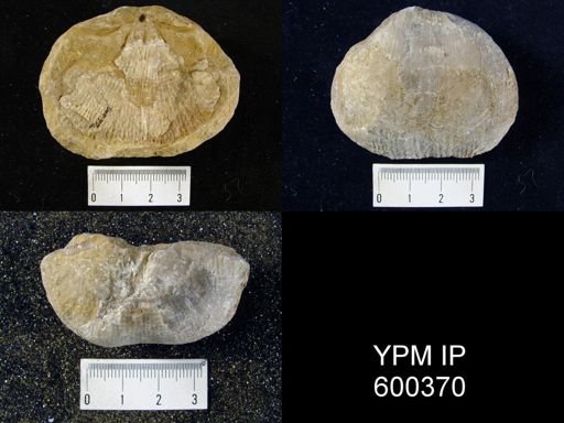 Productus semireticulatus