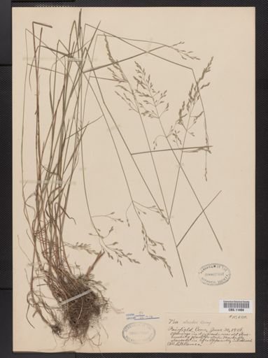 Poa alsodes