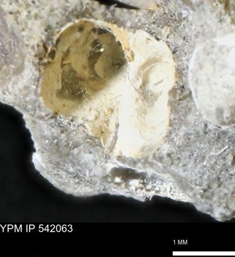 Corbulamella gregaria