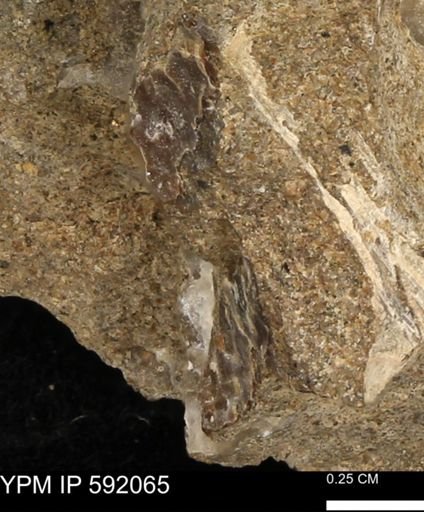 undet. Scaphitidae