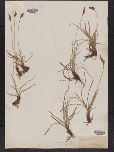 Carex