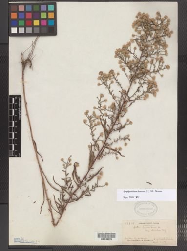 Symphyotrichum dumosum