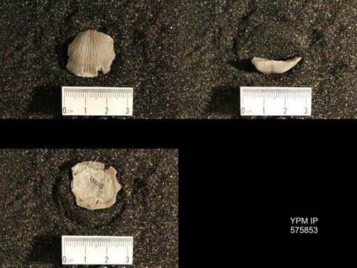 Dinorthis subquadrata