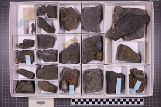 mixed taxa, stratigraphic collection