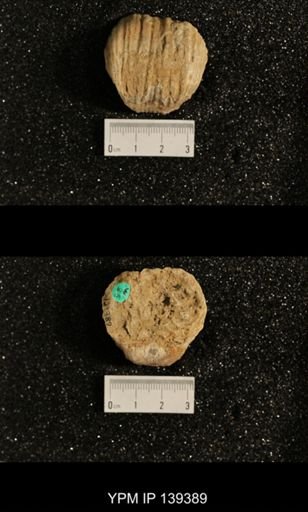 Productus (Dictyoclostus) sp.