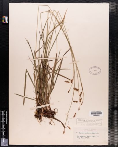 Carex