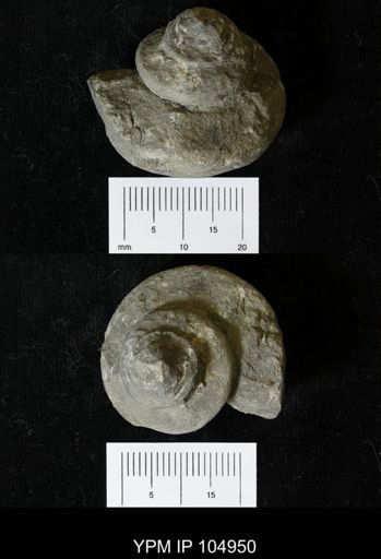 Lophospira sybellina