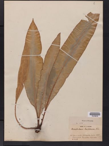 Elaphoglossum