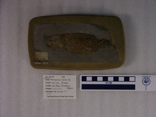 Pholidophorus bechei