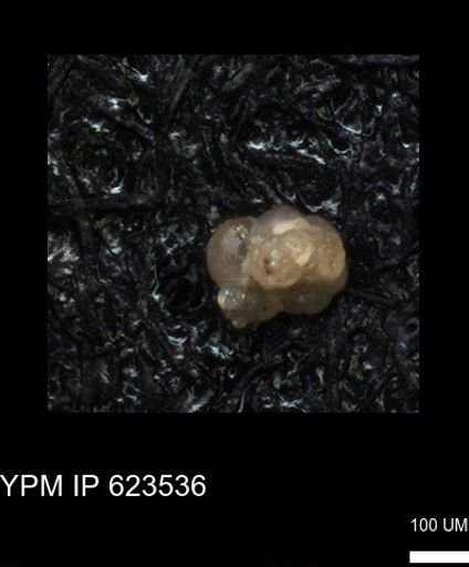 undet. Foraminiferida