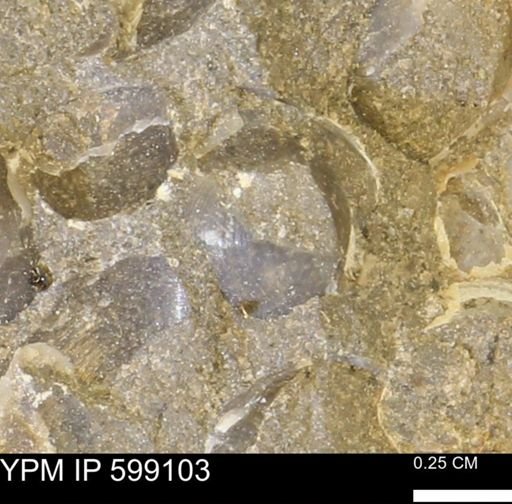 undet. Bryozoa