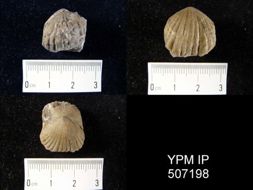 Uncinulus nucleolatus