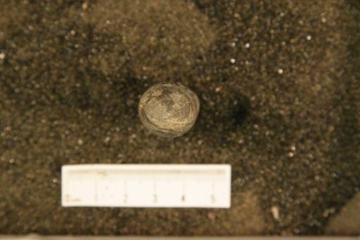 Spyroceras microcancellatum