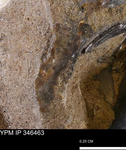 Sphenodiscidae?